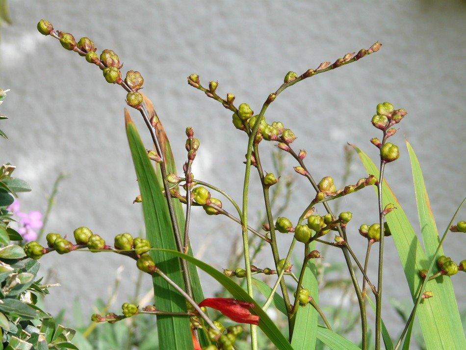 montbretia seeds