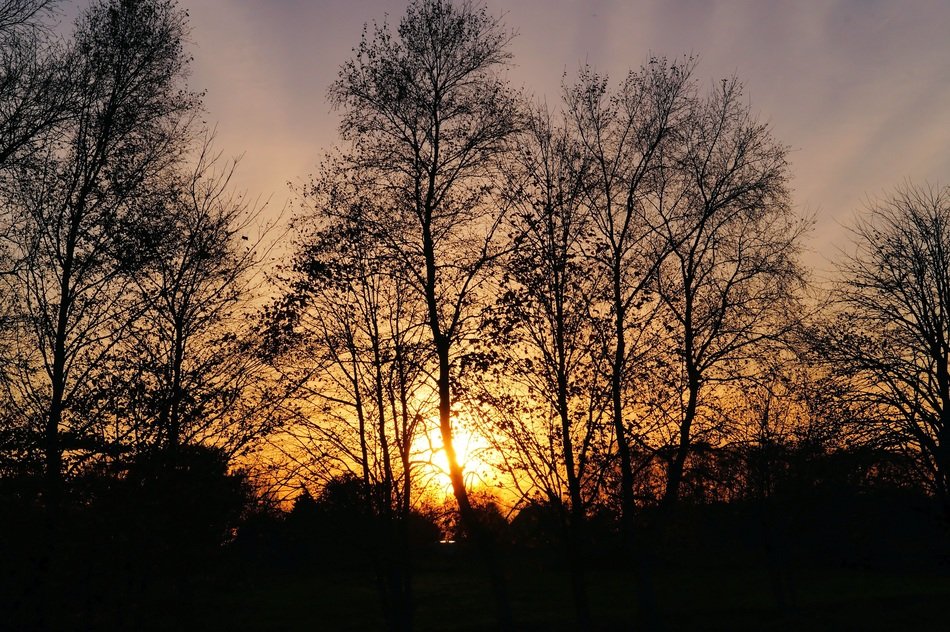 forest at sunset in late autumn