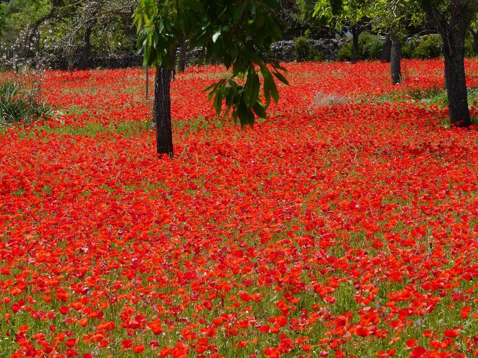 poppy field among the trees
