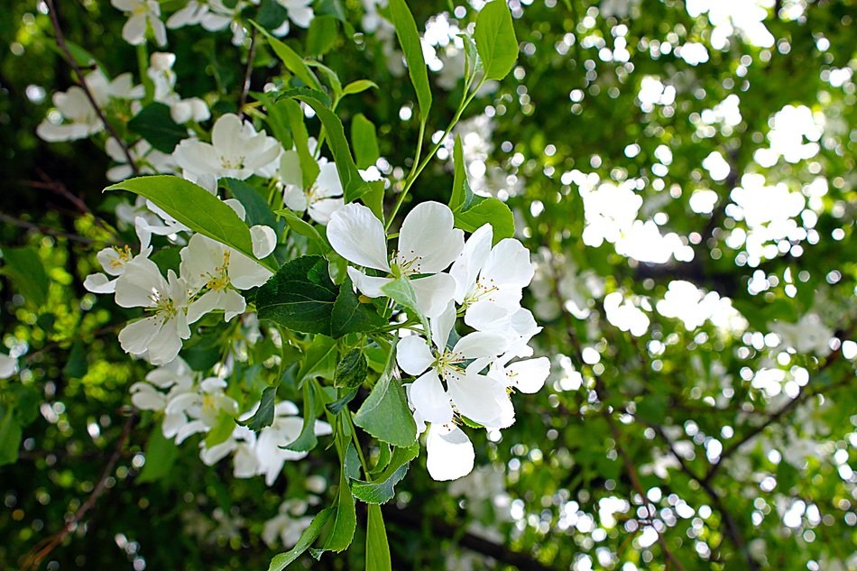 dense blooming of apple trees in the sunlight close-up on blurred background