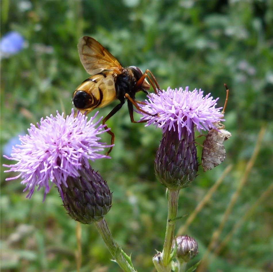 insects on the flowers of a thistle