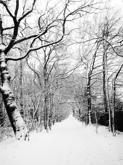 Landscape of snow on the ground among trees in winter
