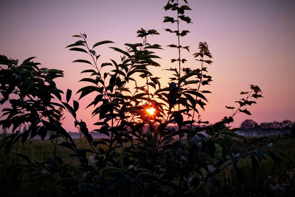 sunrise on the wild meadow