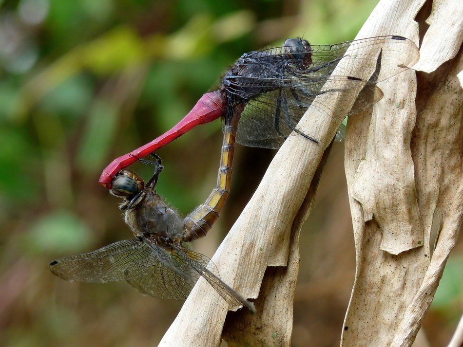 large dragonflies on a twig closeup