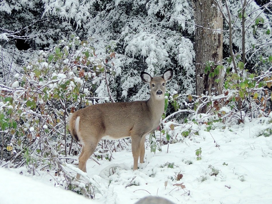 landscape of the deer in the wildlife