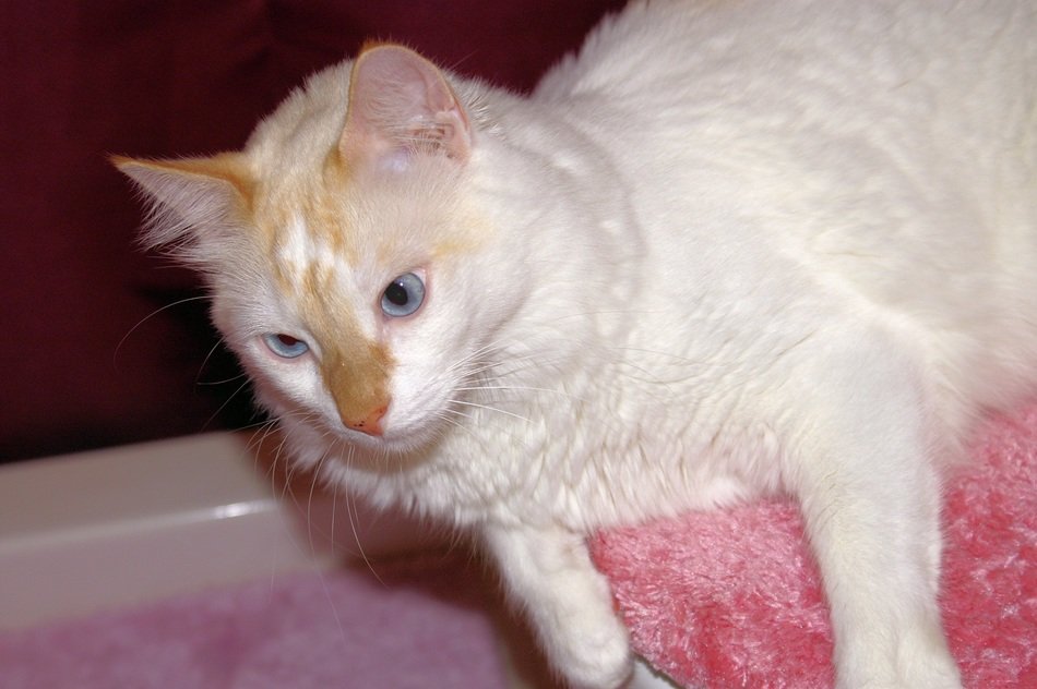 cat white beautiful