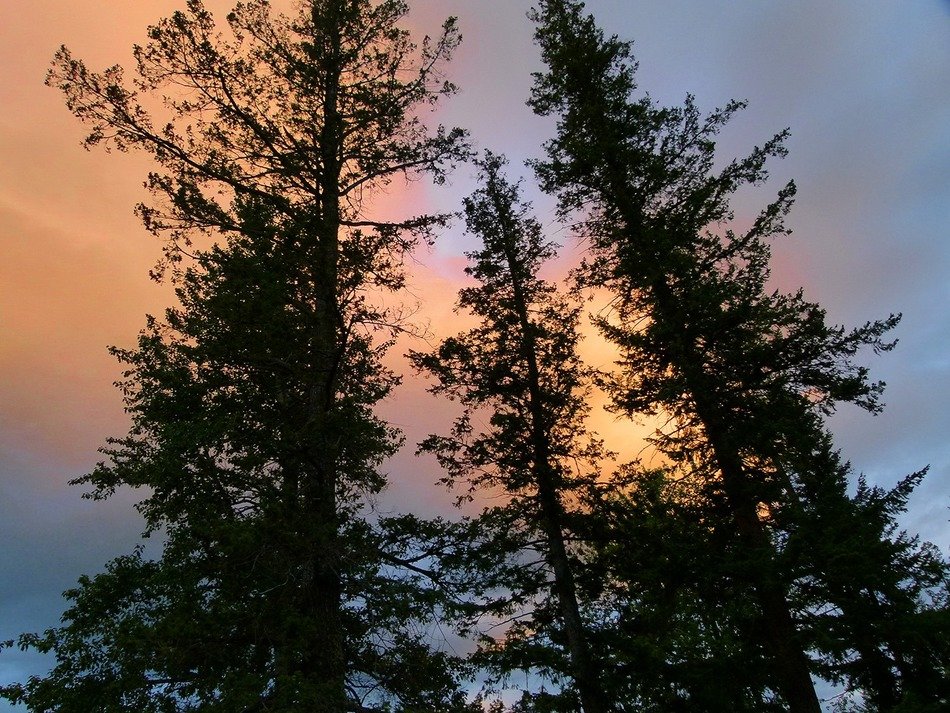 pink clouds over the tops of the trees