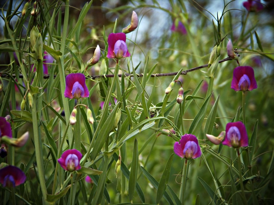 bright purple flowers in the countryside