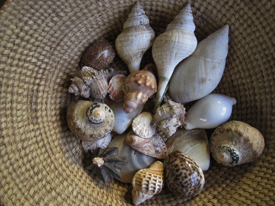 seashells in basket