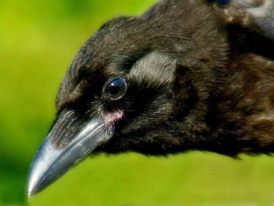 portrait of black crow head