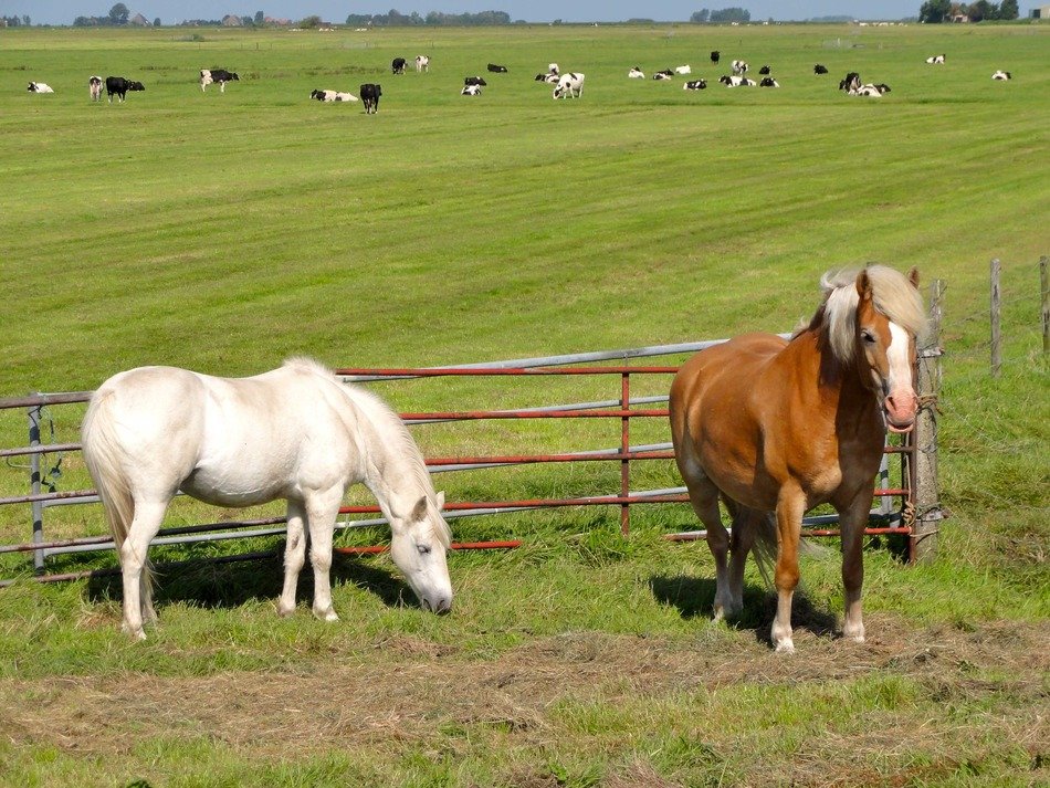 Beautiful and colorful landscape with the horses in Netherlands