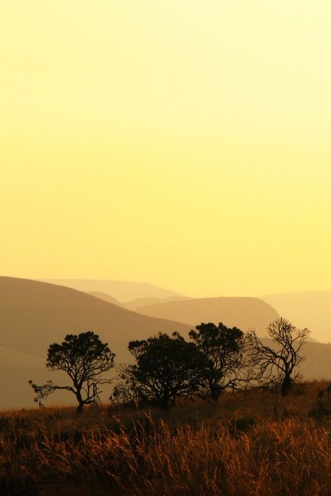 striking tree silhouette