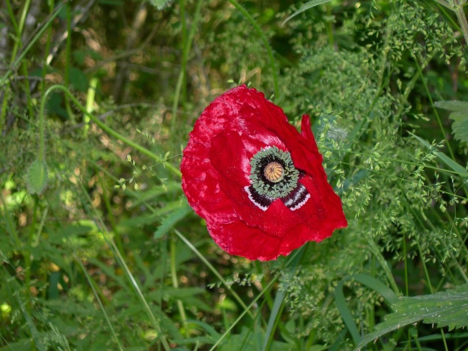 Picture of poppies in a garden