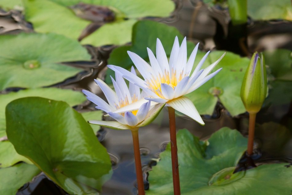 nymphaea lake rose close-up