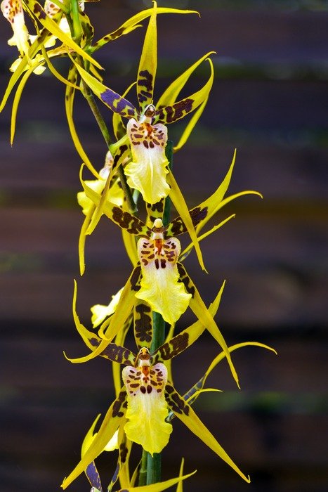 yellow brassia verrucosa orchid flower