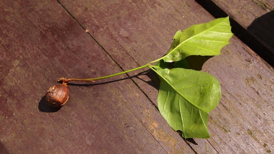 Seed with the leaves