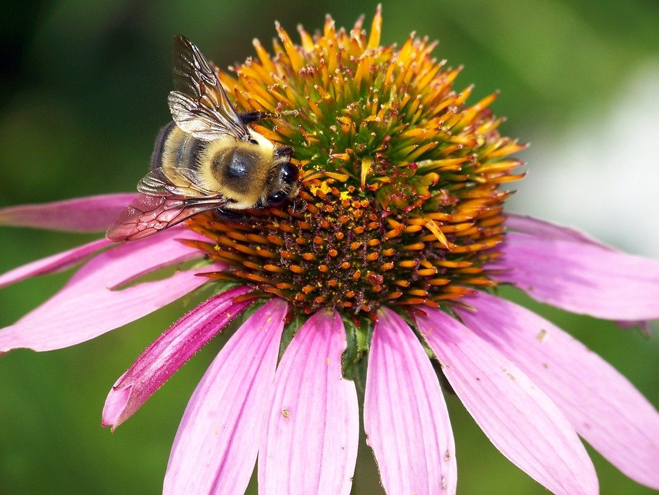 bumblebee on a flower echinacea closeup