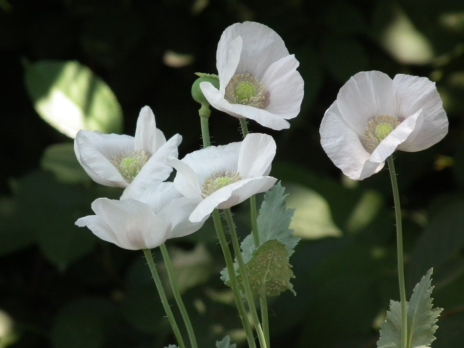 white mack flowers in the field