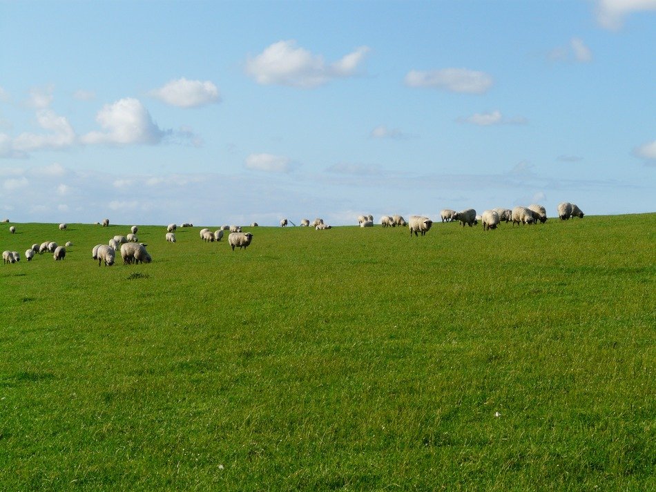 herd of sheep on a green meadow on background cloudy sky