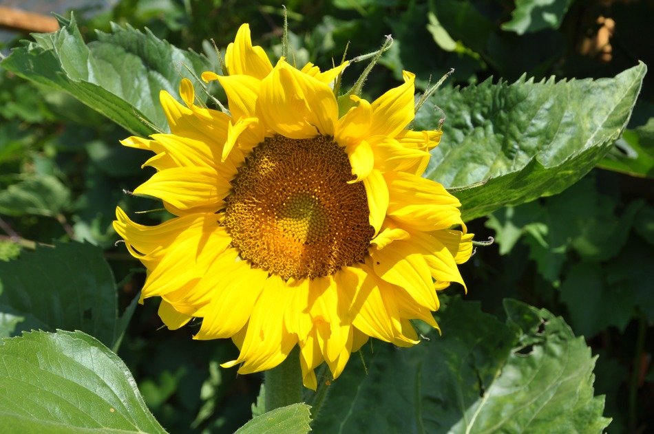 Beautiful yellow sun flowers in the garden