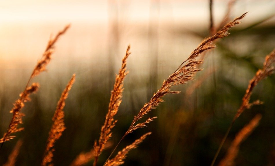 Weeds in the environment