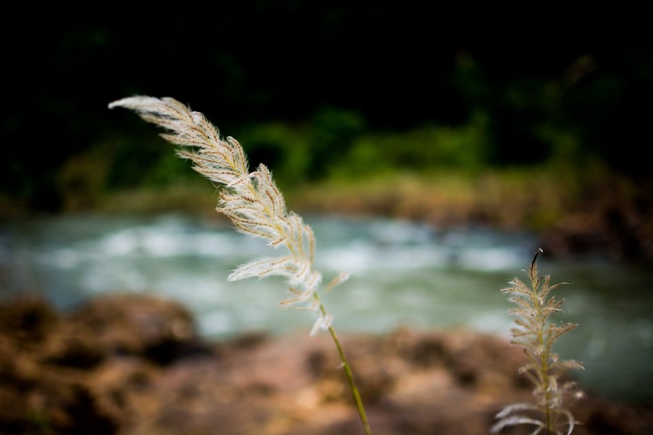 grass white breeze water aback