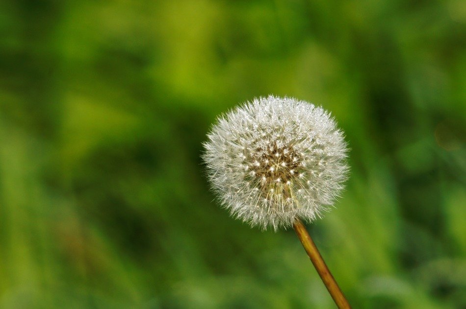 white loewnzahn close-up