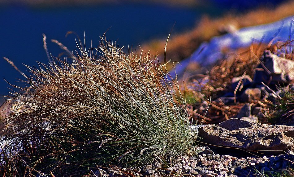 parched grass in autumn, tatry