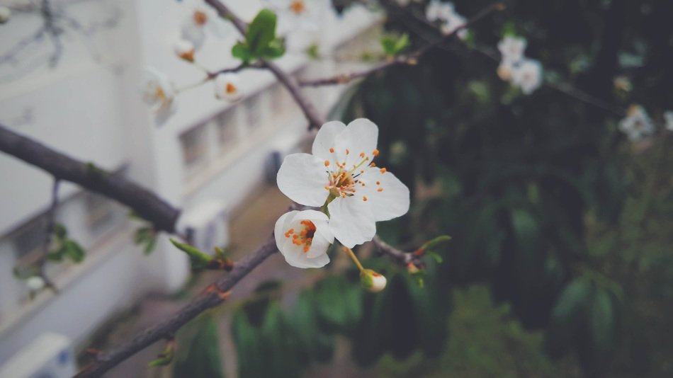 White flowers blossom in the garden in spring