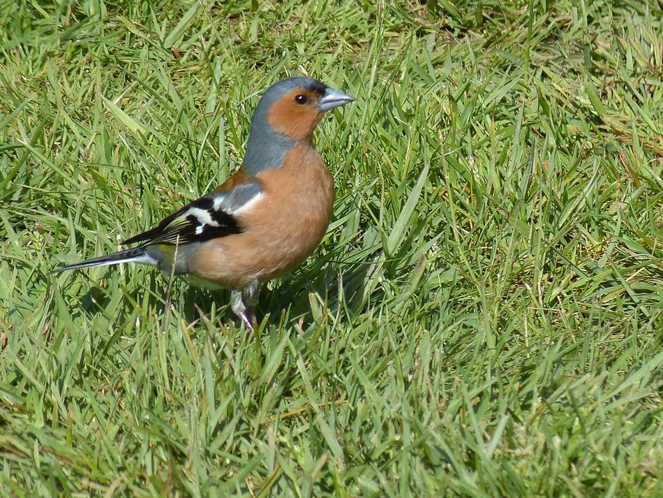 Close-up of the beautiful and colorful finch on green grass in New Zealand