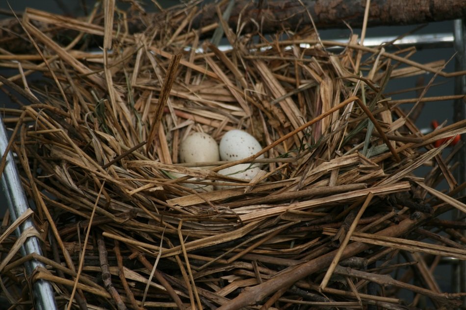 glaring moorhen common nest