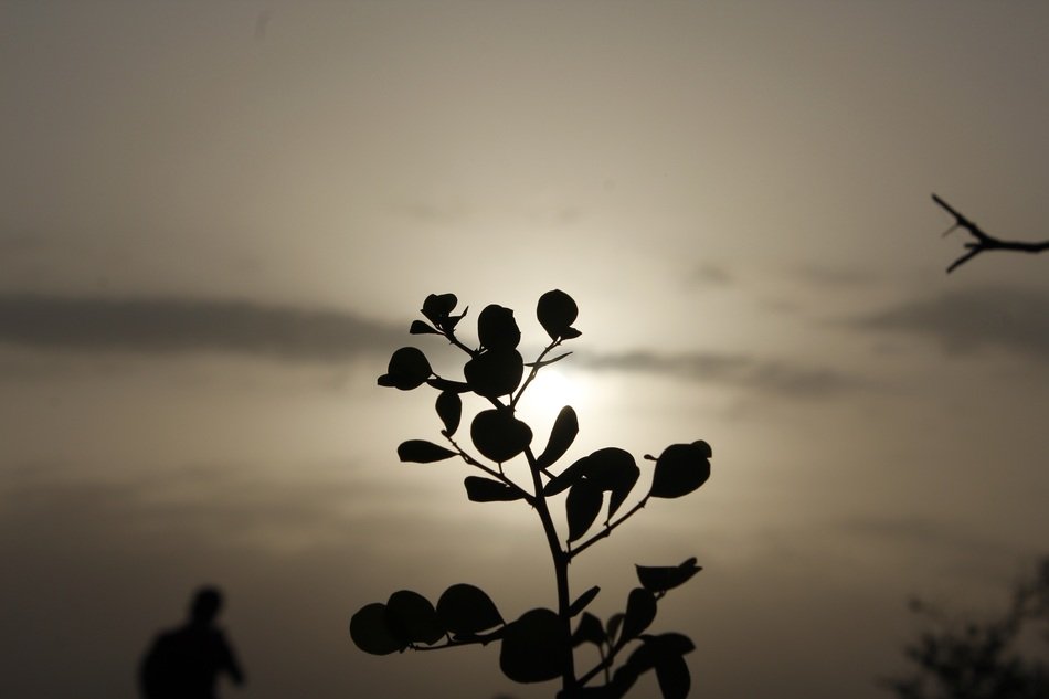silhouette of a plant in a Sunny sunset