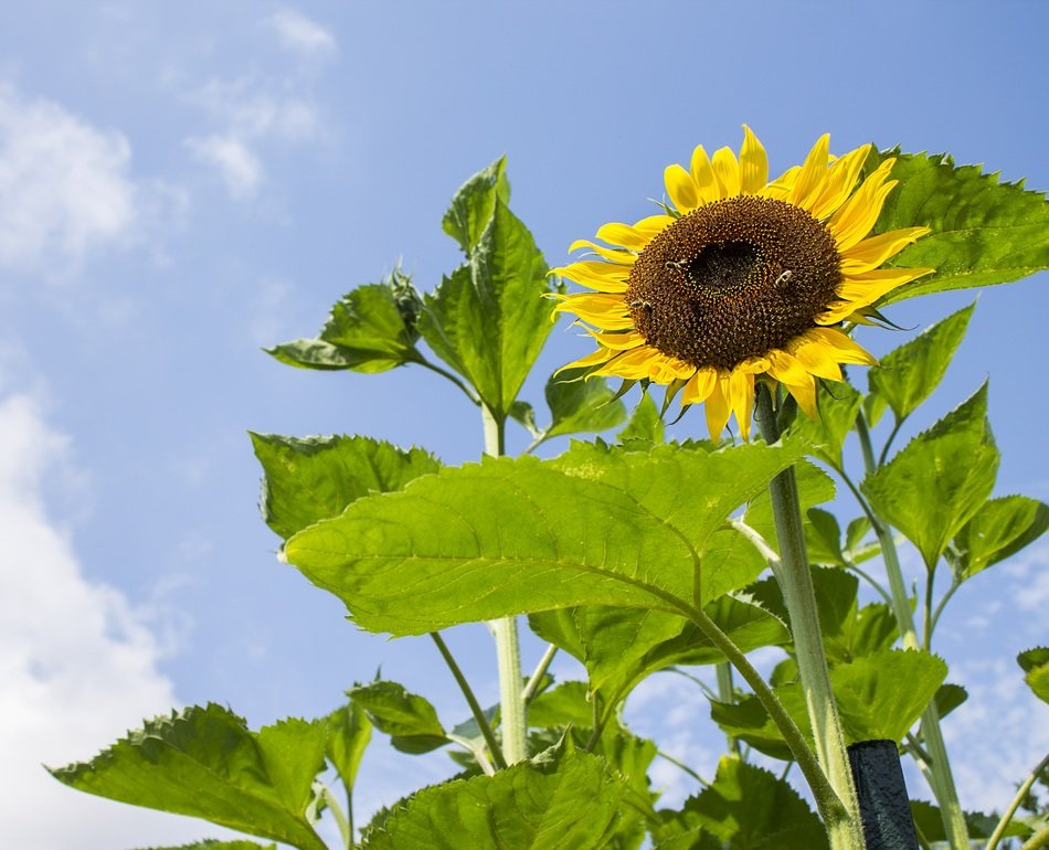 colorful sunflower under blue sky