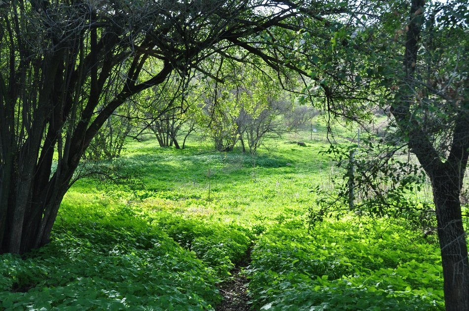 Landscape with the green forest