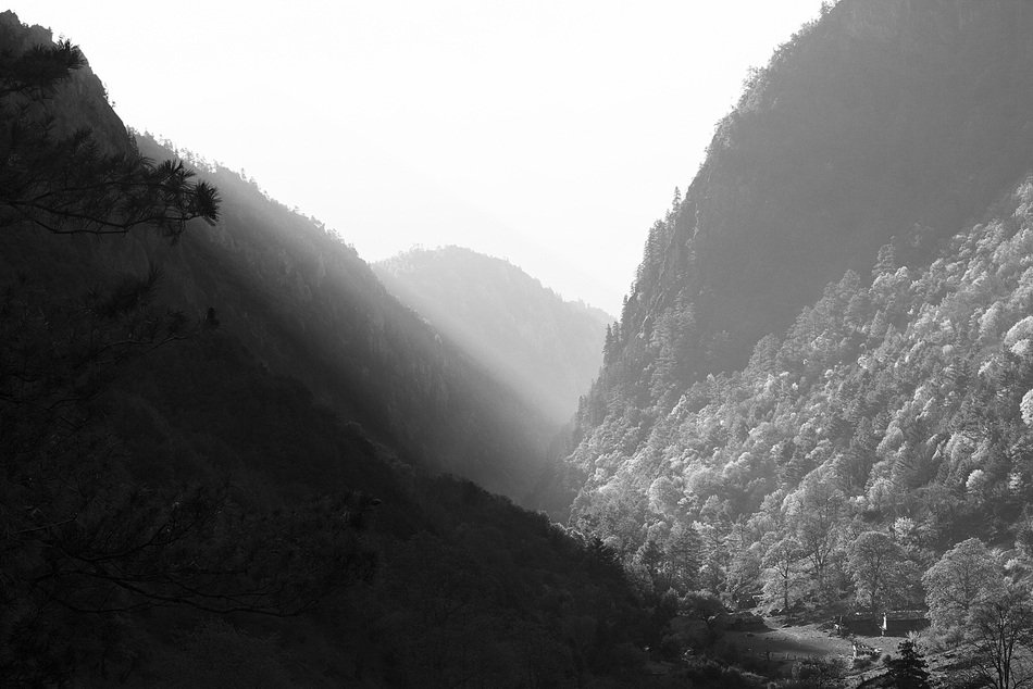 Black and white photo of hills with trees