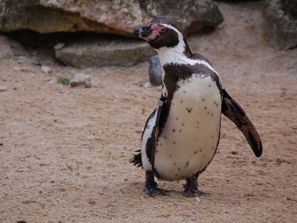 penguin walking on beach