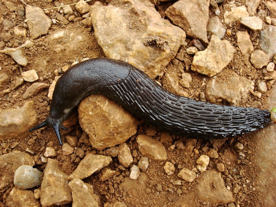 black slug on the rocks