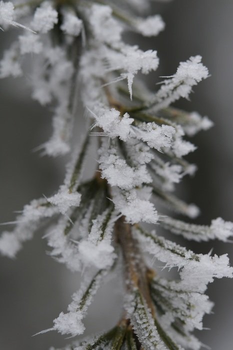 fir iced branch in the winter