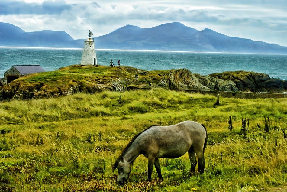 horse in a pasture on the coast