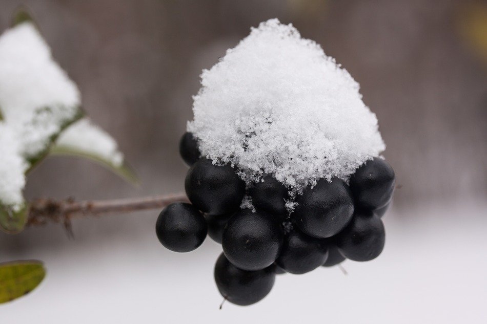 snow on the black berry in New Zealand