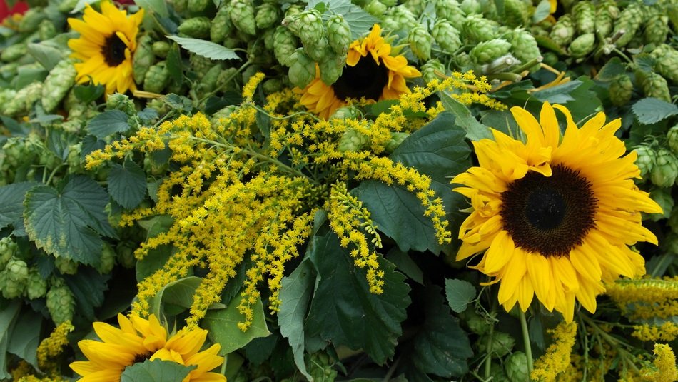 scenery of of sunflower and rapeseed