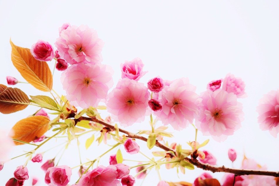 background of pink cherry flowers on white