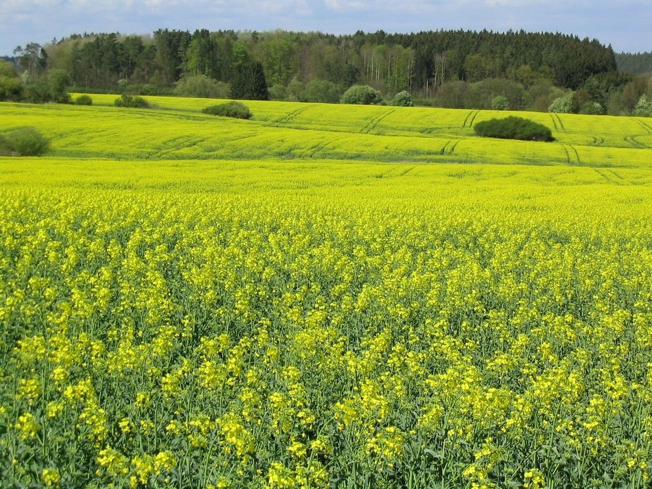 spring yellow field in south bohemia