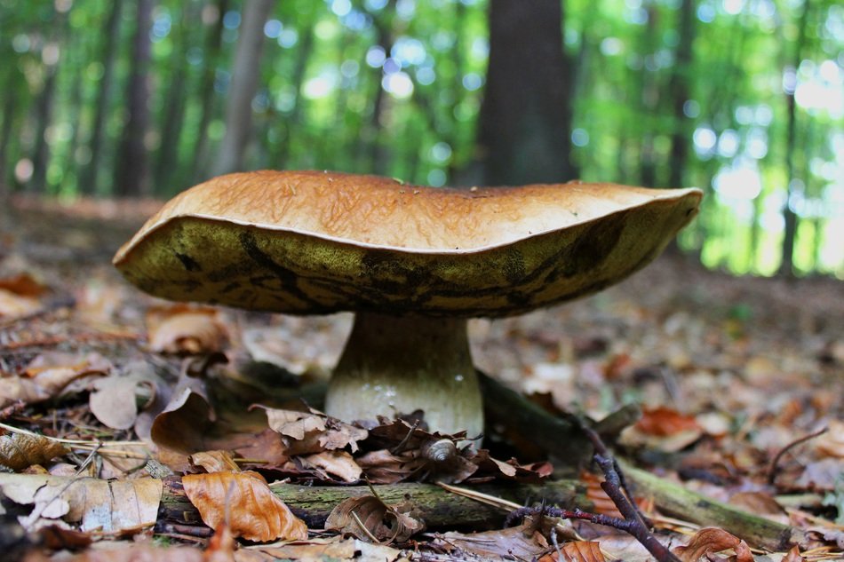 forest floor mushroom macro