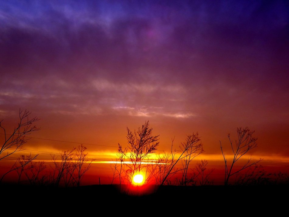 sunset plants sky