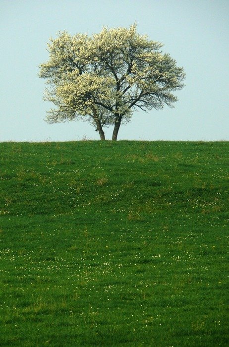 solitude of a tree