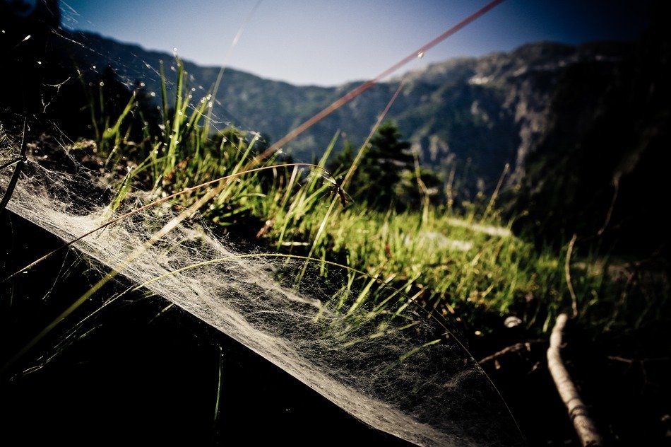 Spider web on the meadow on the mountain