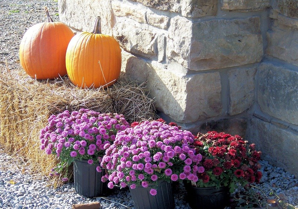 pumpkin on straw near potted flowers