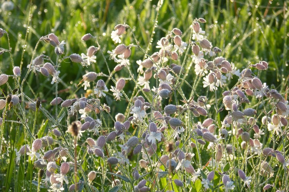 taubenkropf leimkraut herb in the meadow