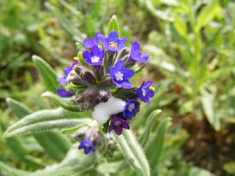 macro photo of blue flowers in the wildlife